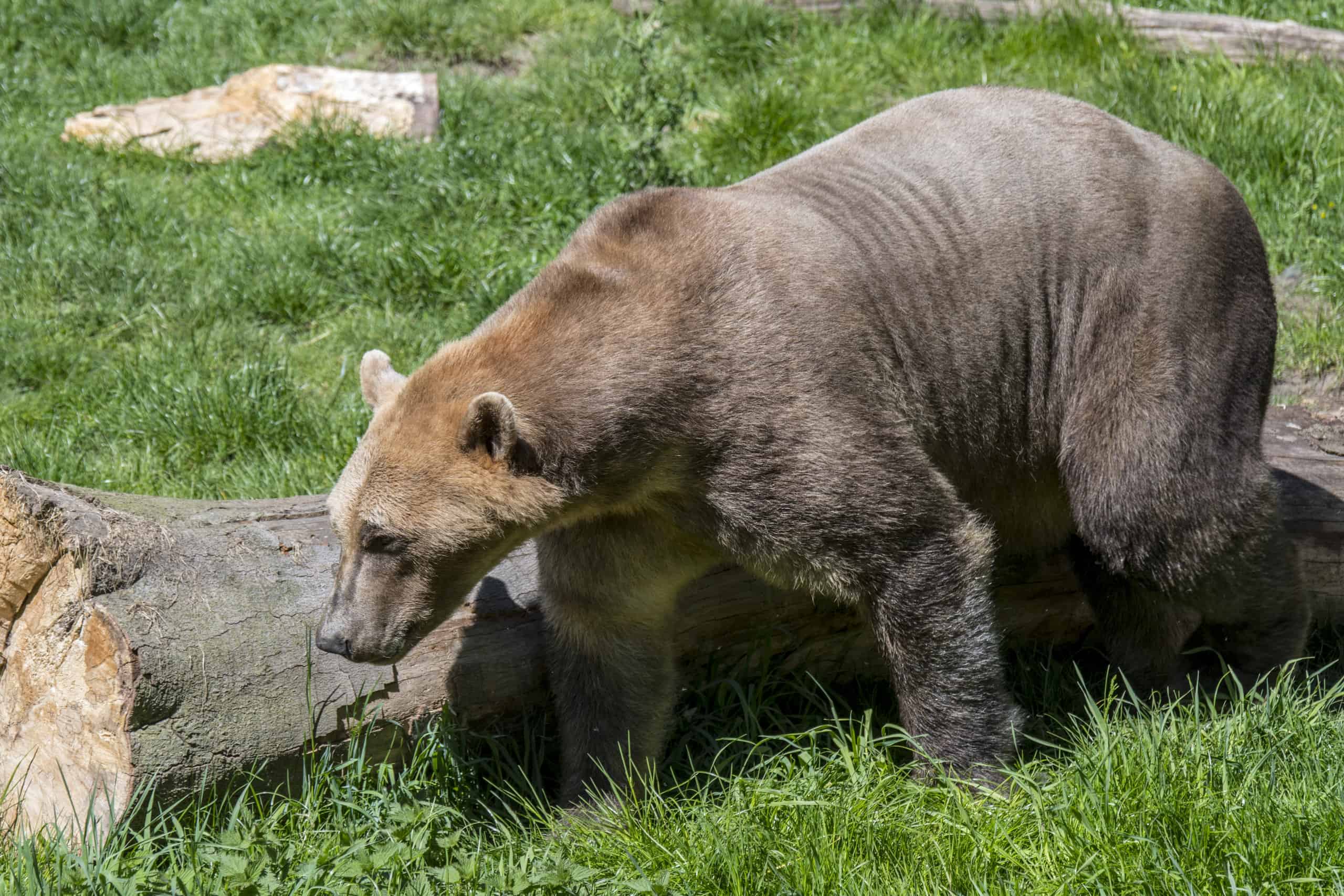 Orso grolar / orso pizzly
