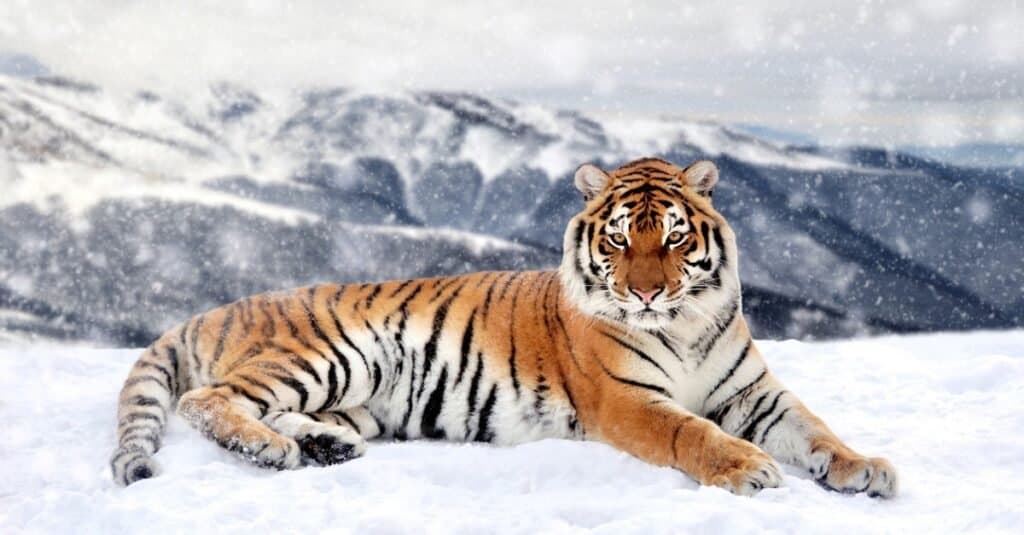 Gatti più forti - Tiger