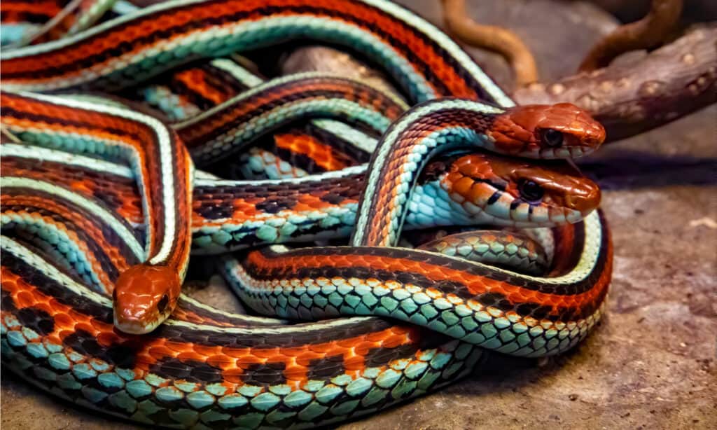 I serpenti giarrettiera di San Francisco, endemici della California, hanno corpi piccoli e snelli che misurano in media 3 piedi.