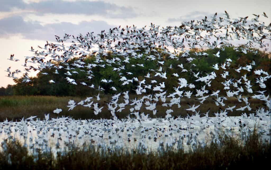 Le oche delle nevi che decollano al Bombay Hook National Wildlife Refuge