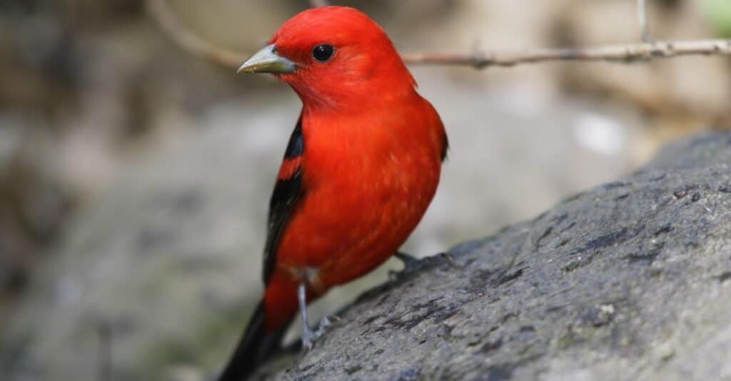 Uccelli più costosi: Tanager scarlatto