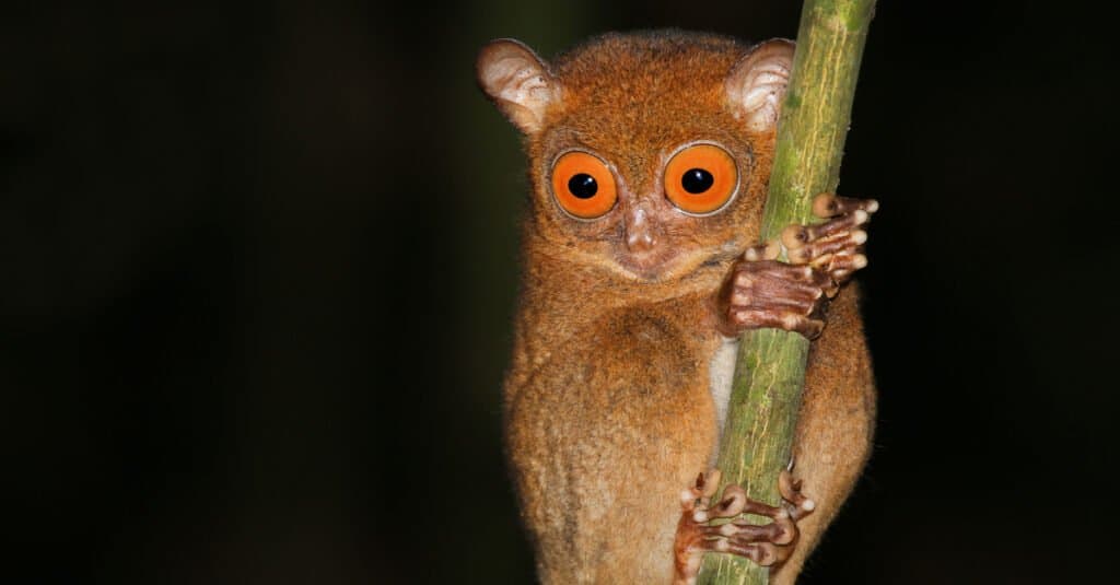 Animali con grandi occhi: Tarsier di Horsfield