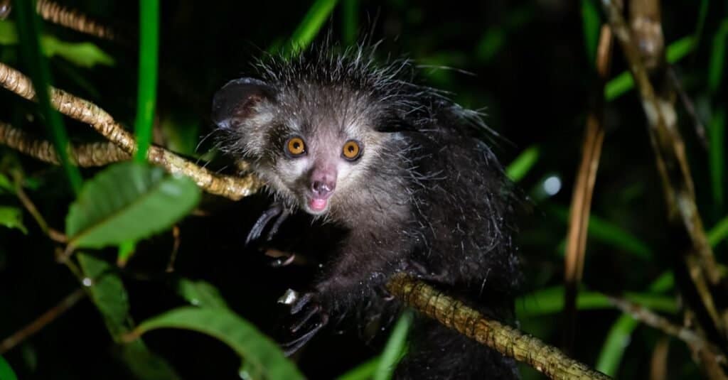 uno dei fatti più incredibili è che sono il più grande primate notturno del mondo