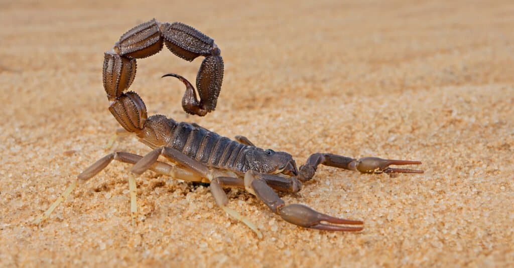 Quante zampe hanno gli scorpioni?  5 Fatti Interessanti Sui Corpi Di Scorpione