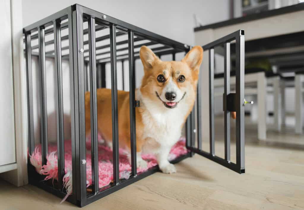corgi lasciando la cassa