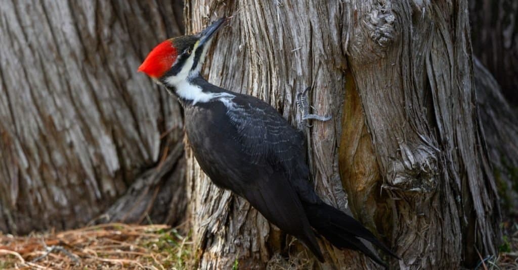 Picchio Pileated femminile sul tronco di albero in autunno.