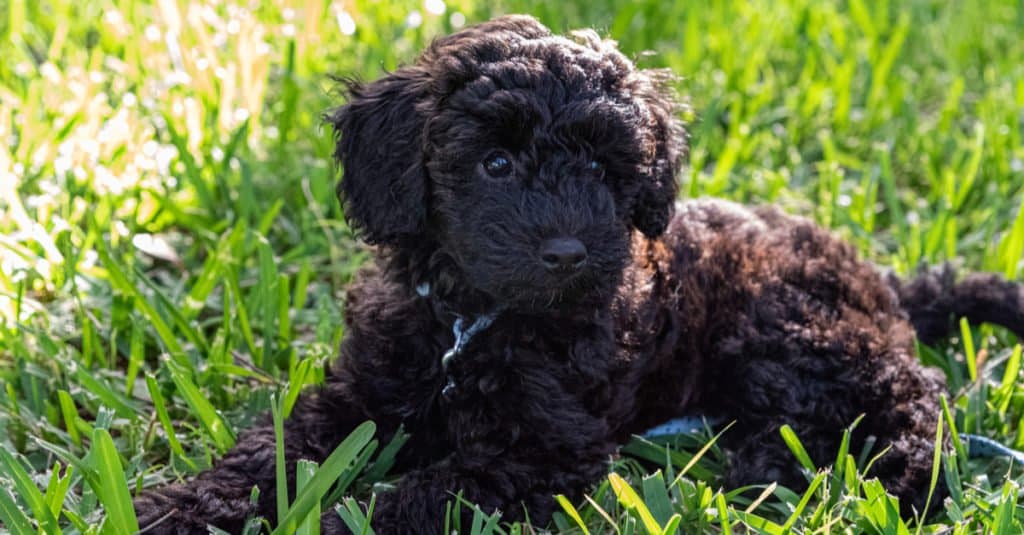 Schnoodle sdraiato nell'erba
