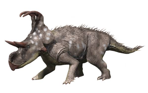 Machairoceratops aveva corna simili a spade