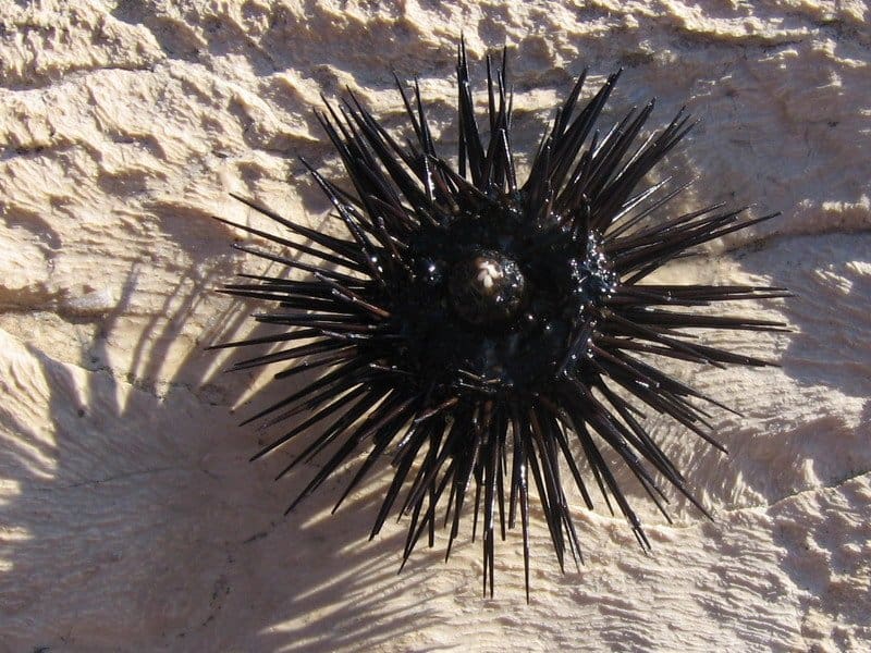 Riccio di mare