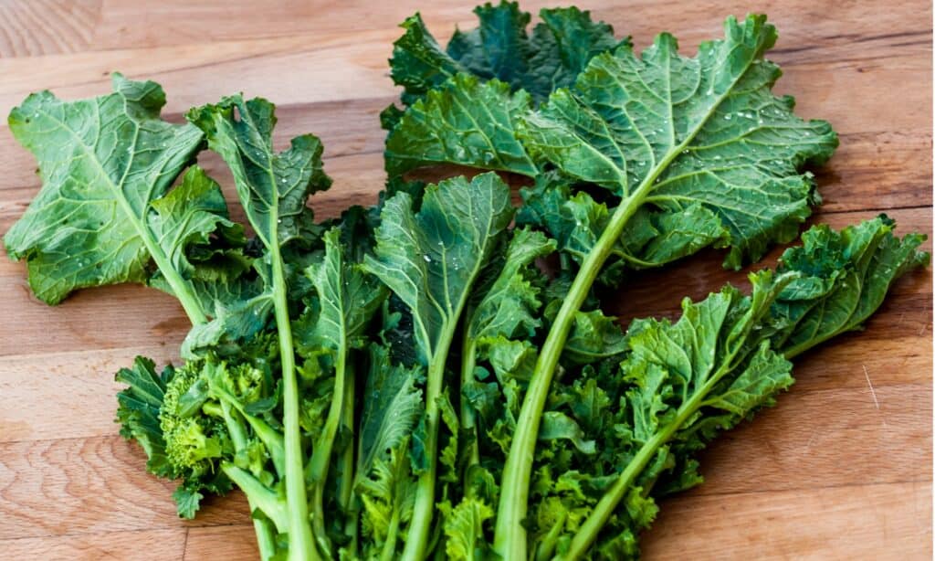 Cime di rapa vs cavolo cappuccio