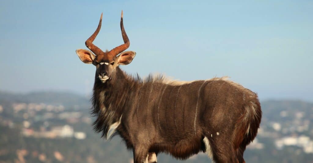Il Nyala è una delle specie di cervo più belle dell'Africa.  Sono eleganti e curiosi.