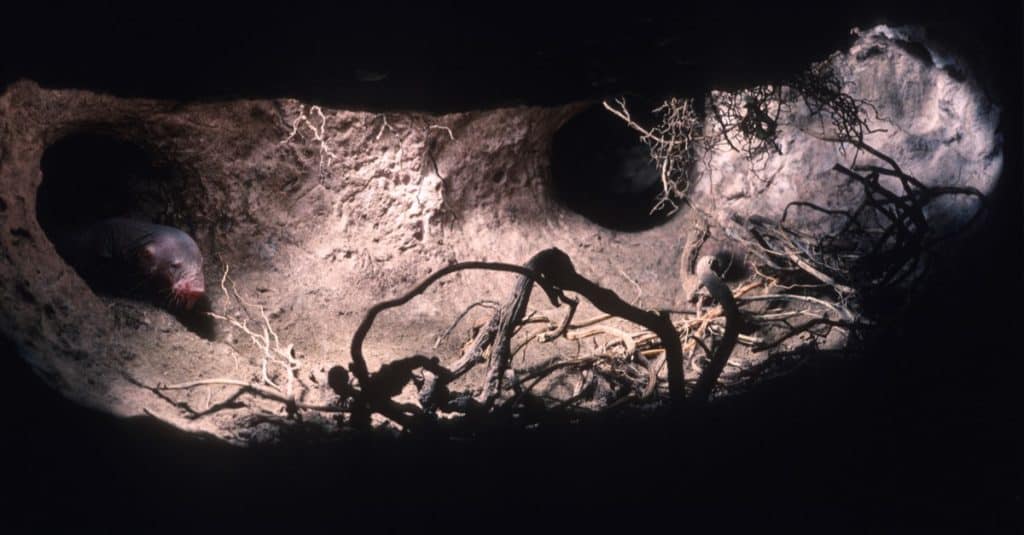 Camera di ratto talpa nudo
