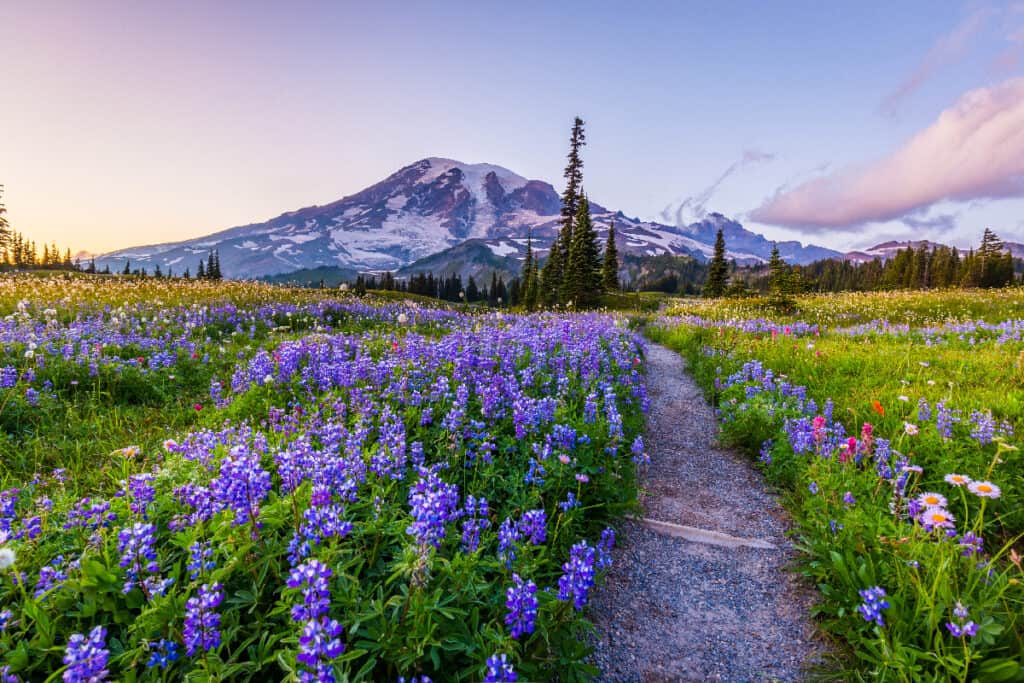 Parco nazionale del Monte Rainier