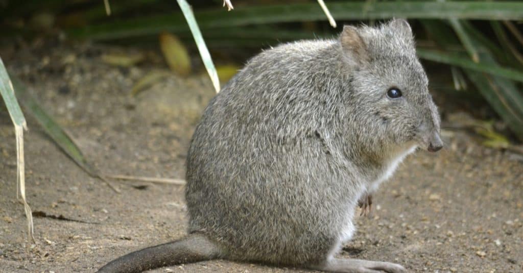Questo canguro ratto è una palla pelosa