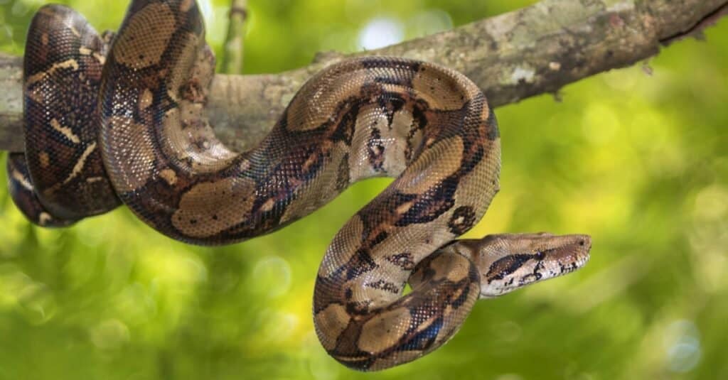 Migliore opzione Pet Snake - boa constrictor