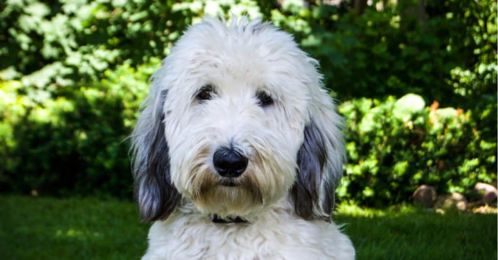 Un colpo alla testa di un cane Sheepadoodle