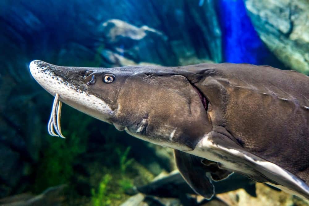 Il beluga o storione europeo (Huso huso)
