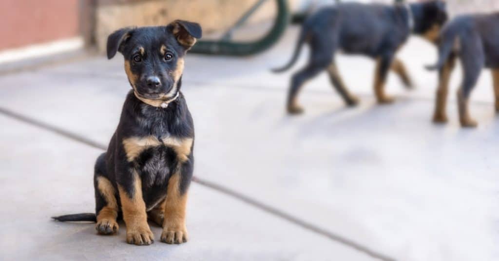 Simpatico e amichevole cucciolo di pastore Rottweiler Mix