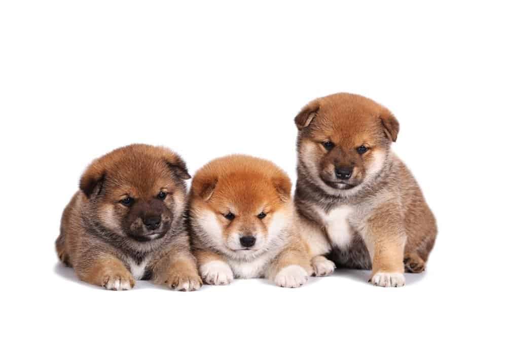 Cuccioli di Shiba Inu