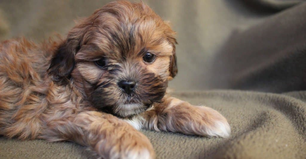 Shih Poo contro Cavapoo