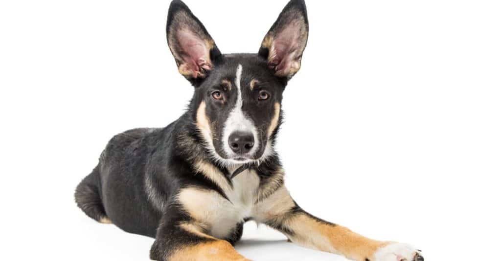 Giovane pastore e Border Collie razza mista, Shollie, cane con grandi orecchie vivace sdraiato su sfondo bianco.