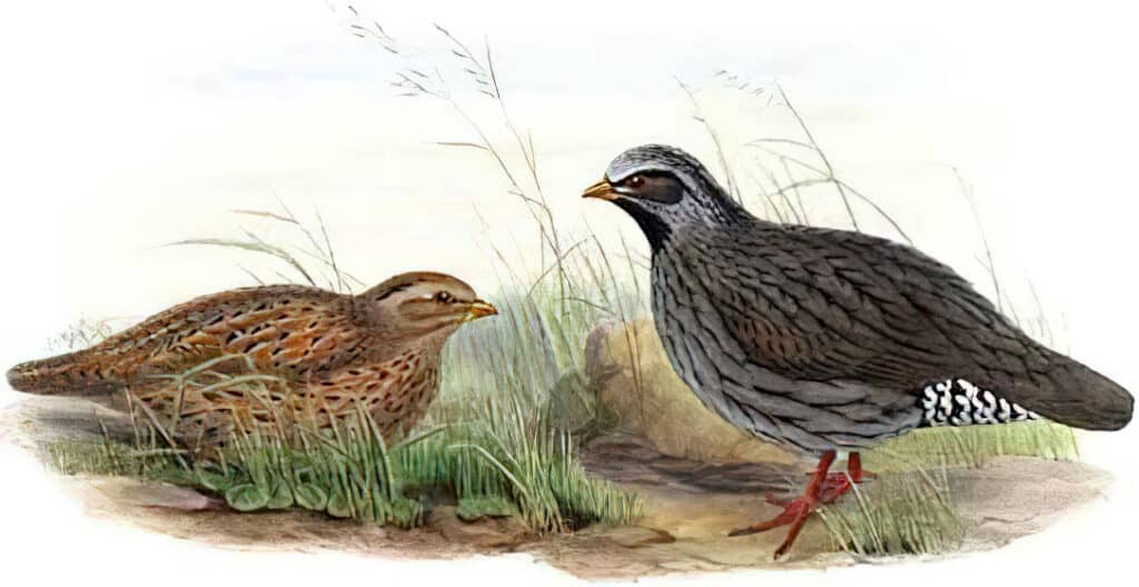Quaglia himalayana