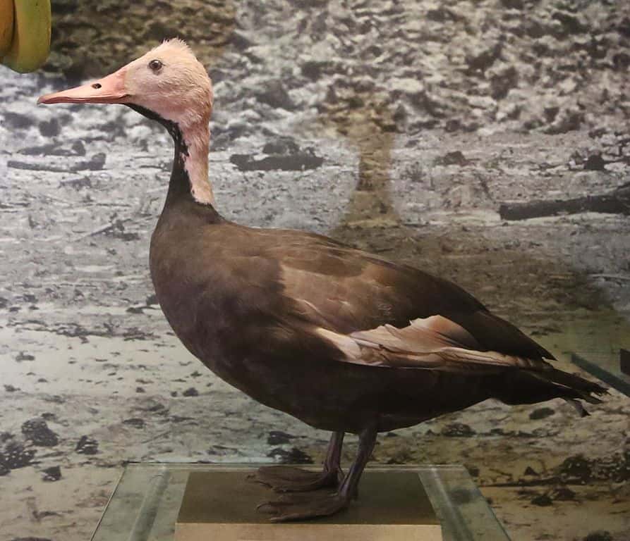 Anatra dalla testa rosa