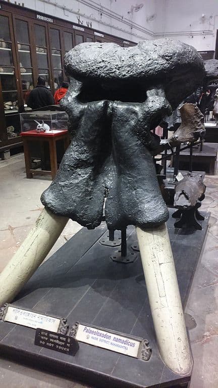 Elefante asiatico dalle zanne dritte