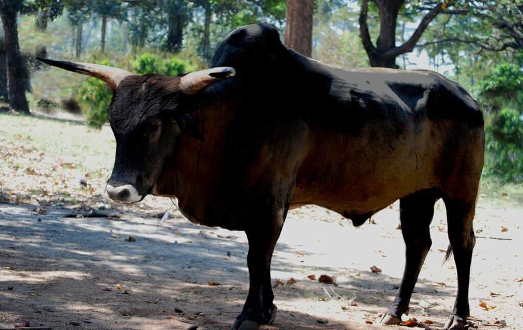 Uro indiano