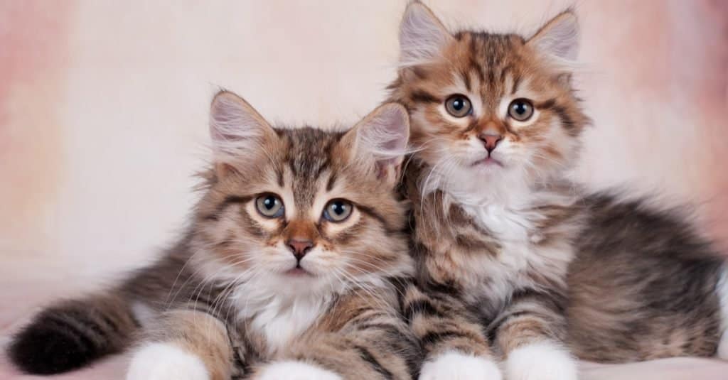 Due simpatici gattini siberiani su un bellissimo sfondo neutro.