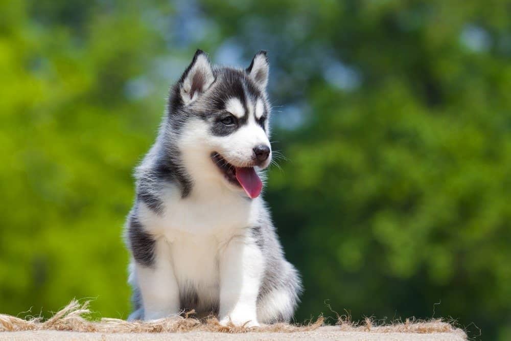 Cucciolo di husky siberiano all'aperto