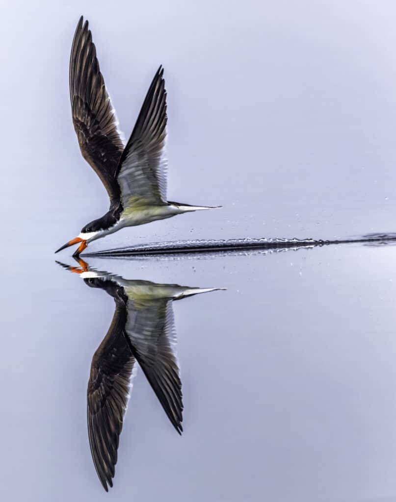 Black Skimmer Scrematura della superficie dell'acqua