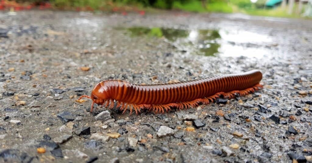 Animali Con Esoscheletri-Millipede