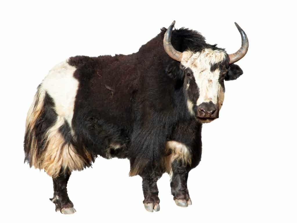 Yak davanti a uno sfondo bianco