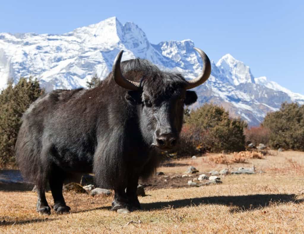 Yak contro bue
