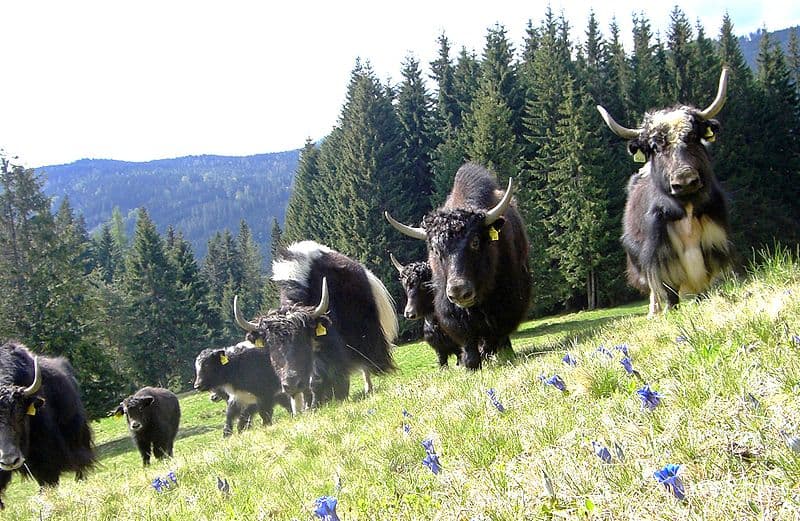 Gruppo di Yak in prati