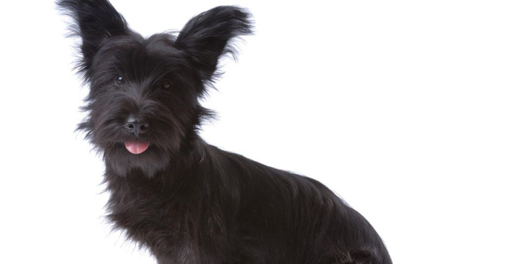 Cucciolo di Skye terrier