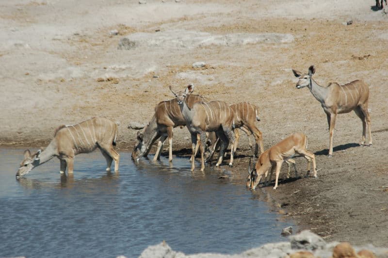 Kudu femmina e un paio di Impala dalla faccia nera a Chudop Waterhole, Parco Nazionale di Etosha in Namibia.