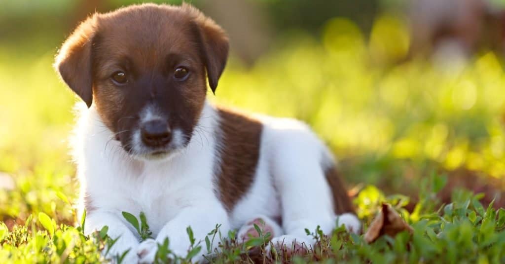 Cucciolo di razza pura, fox terrier liscio sta riposando su una passeggiata nel parco all'aperto, sull'erba verde.