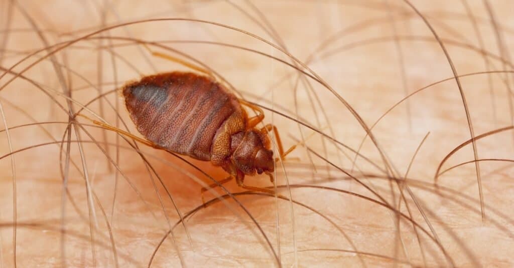Tipi di cimici dei letti - Cimex lectularius