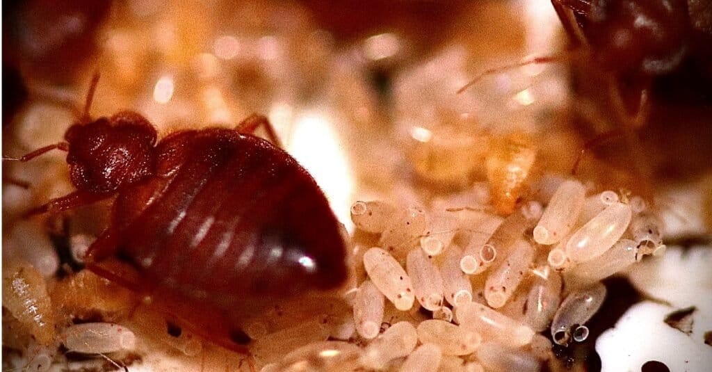 Sbarazzati delle cimici dei letti - cimici con le uova