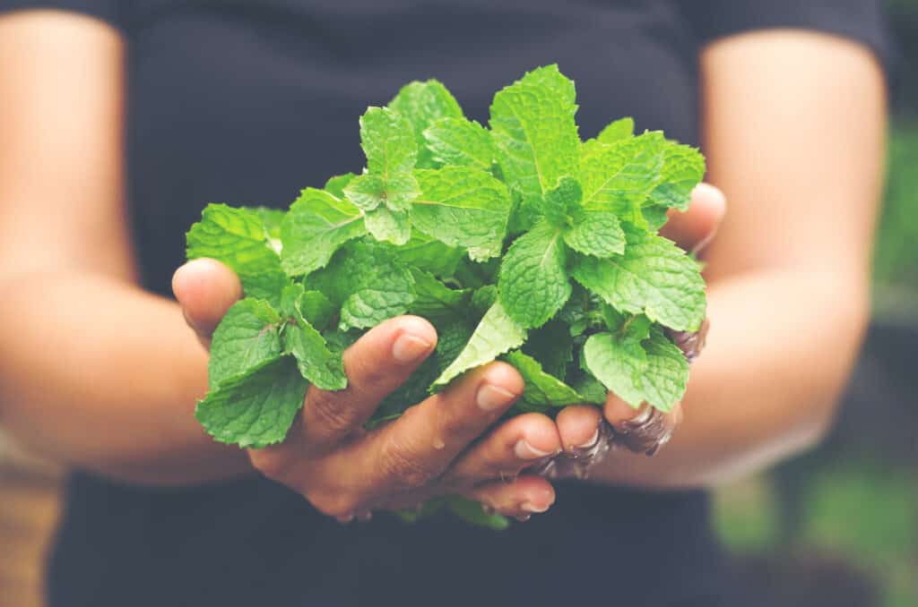 pianta di menta