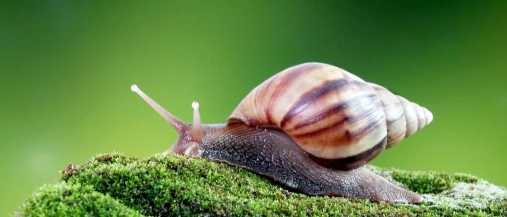 Lumaca gigante africana o lumaca di terra africana gigante