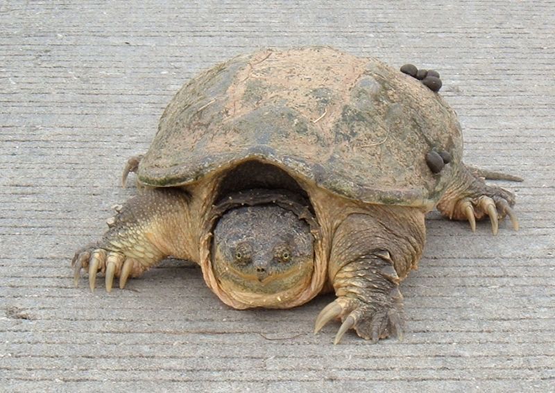 Tartaruga azzannatrice allo zoo