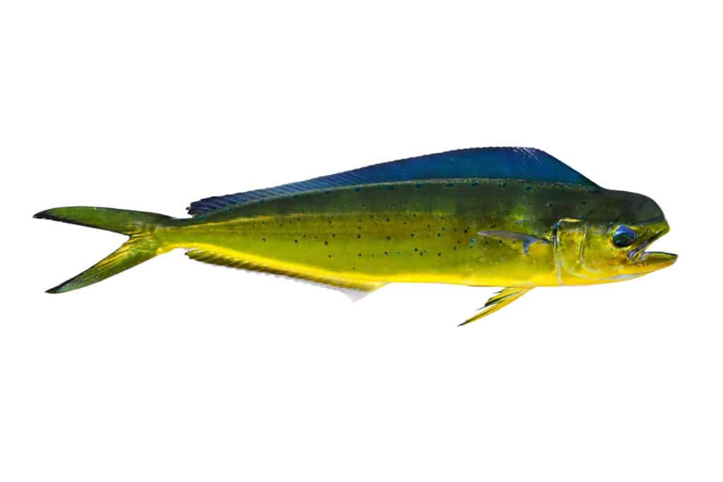 Mahi Mahi su sfondo bianco