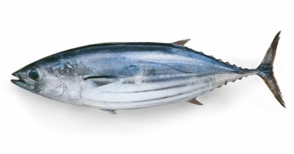Tonno Skipjack vs Tonno Albacore