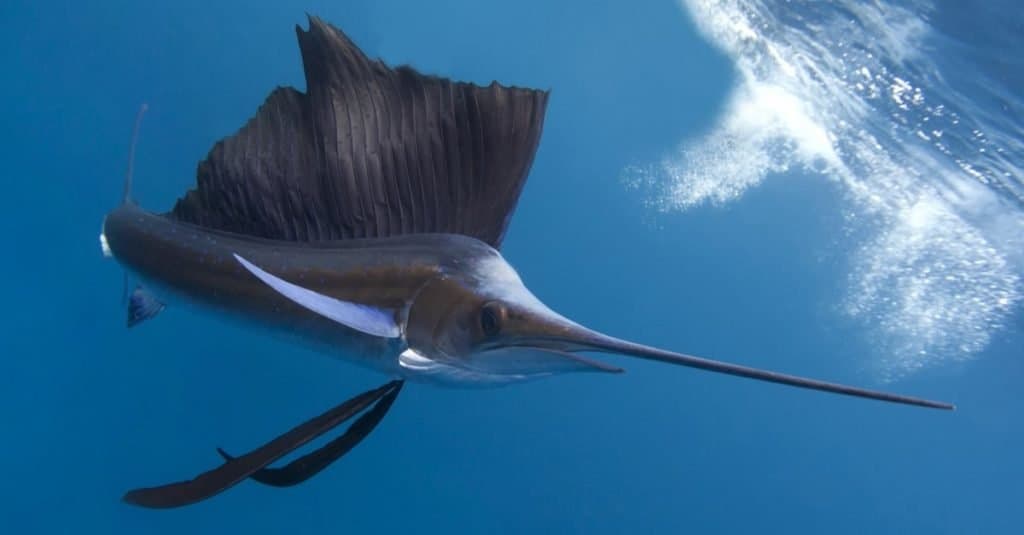 Animale marino più veloce: pesce vela ATTRIBUZIONE NON TROVATA