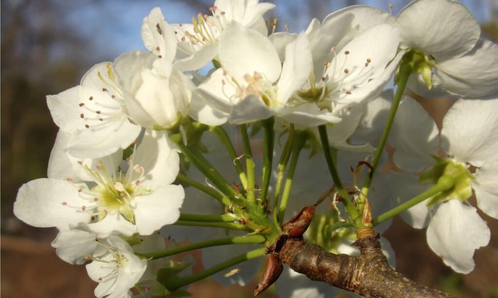 Callery Pear contro Bradford Pear