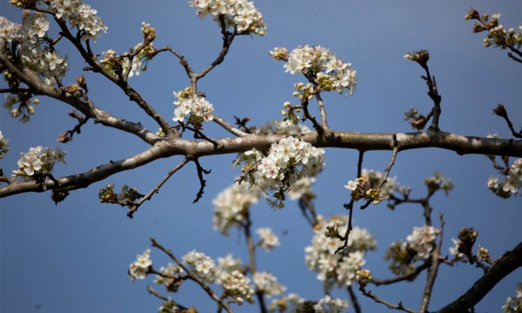 Fiori su un Bradford Pear Tree