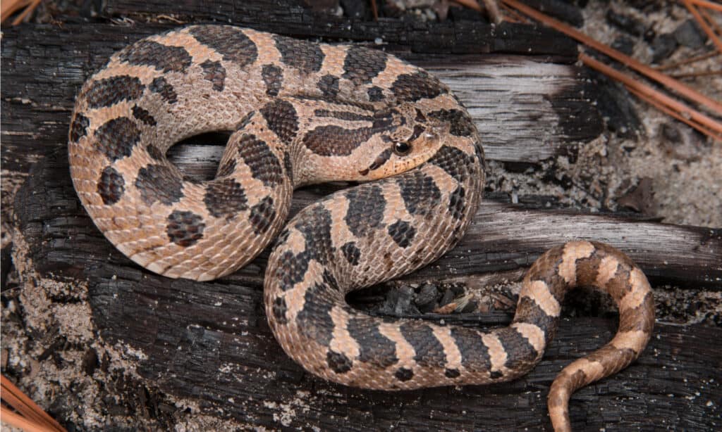 Il serpente dell'Hognose meridionale, Heterodon simus, ha squame carenate nel mezzo del corpo i cui colori possono variare dal rosso al giallo al marrone chiaro con macchie scure.